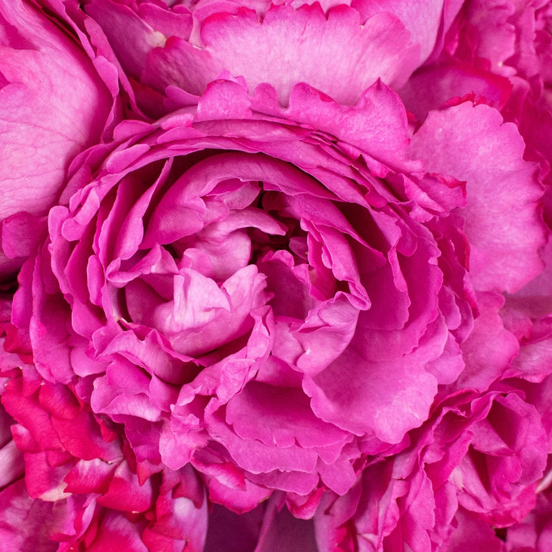 Yves Piaget Peony Roses Up Close