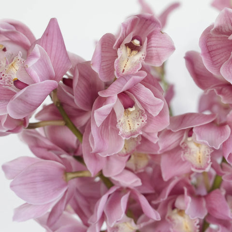 Cymbidium Orchids Pinky Lavender Flower Close Up - Image