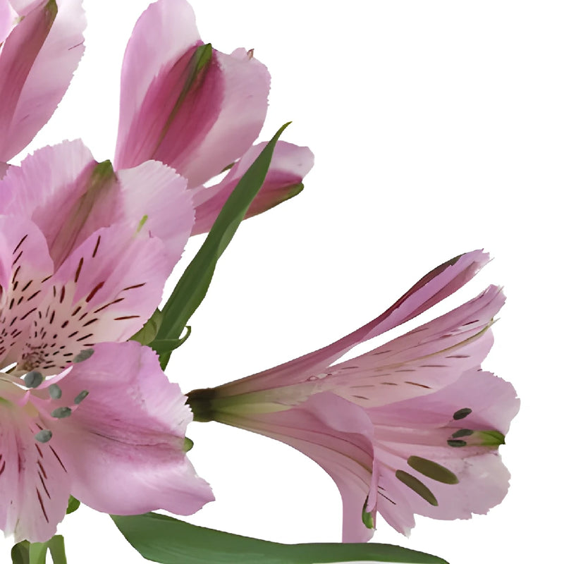 Stratus Pinky Lavender alstroemeria Wholesale Stem Close up