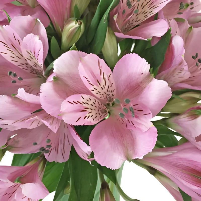 Pinky Lavender Peruvian Lily Flower - Image