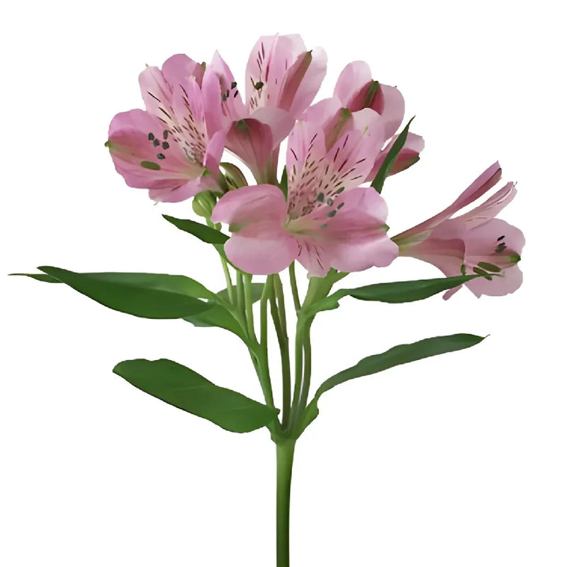 Pinky Lavender Peruvian Lily Flower - Image