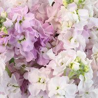Apple Blossom Pinky Lavender Stock Wholesale Flower Upclose