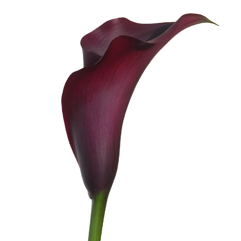 Pinky Magenta Mini Calla Lily Flowers