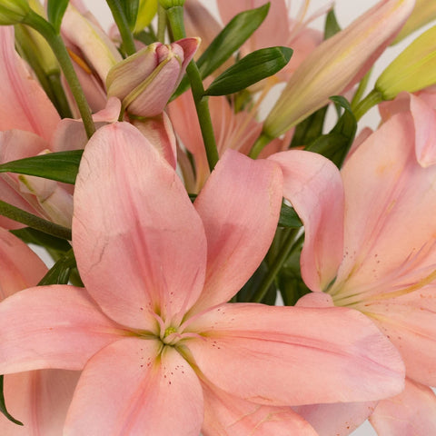 Pinky Mauve Hybrid Lily Close Up - Image
