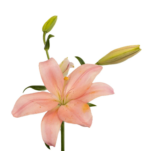 Pinky Mauve Hybrid Lily Stem - Image