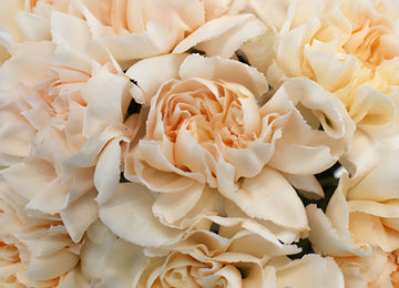 Lizzy Peachy Pink Champagne Wholesale Carnations Up close