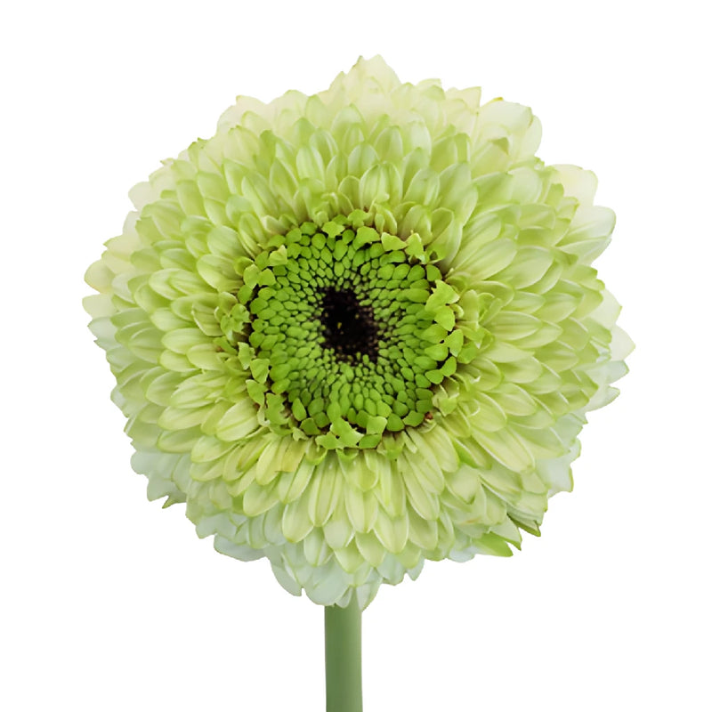 Pistachio Flair Gerrondo Gerbera Daisies