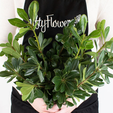 Green Pittosporum Greenery Bunch in Hand