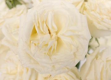 Playa Blanca Fresh Cut Rose Close Up - Image