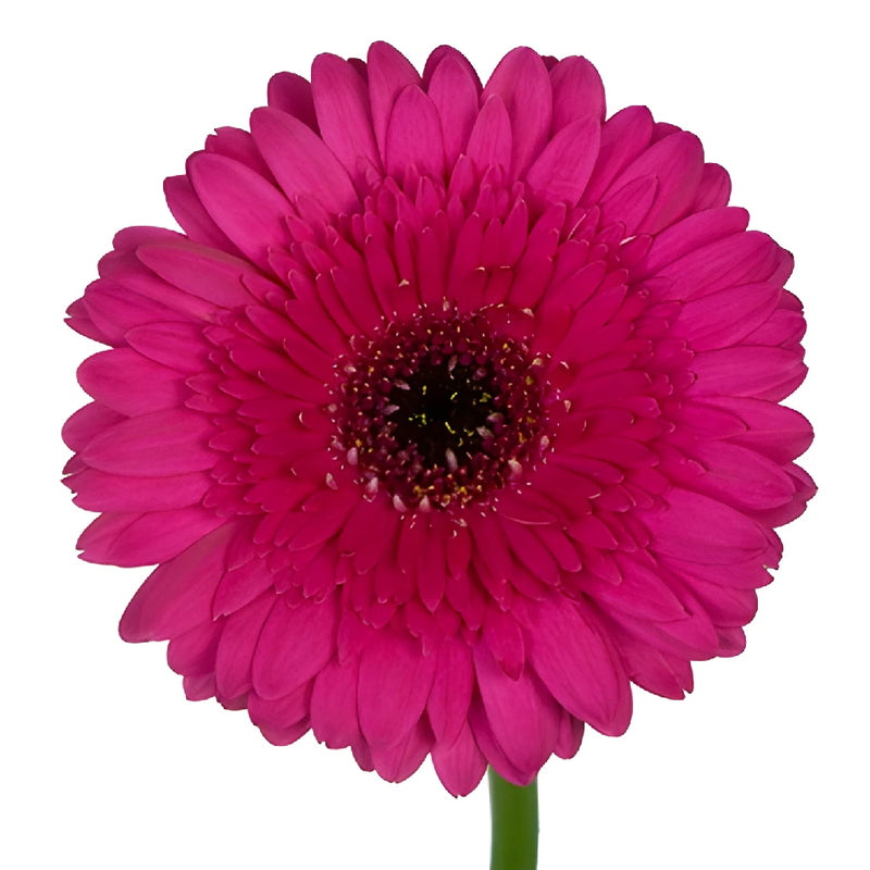 Gerbera Daisy Farao Berry Wholesale Flower Up close