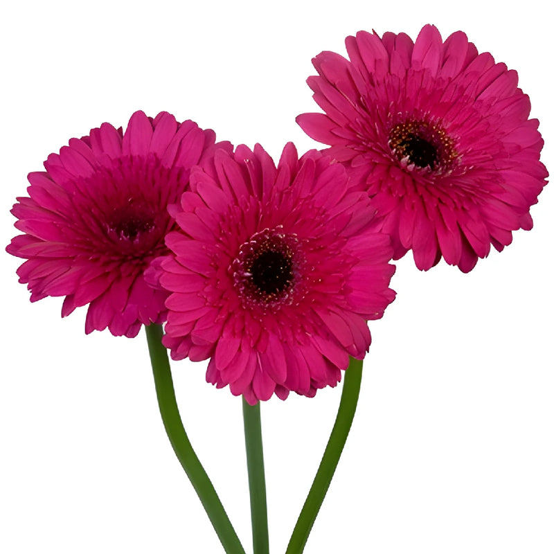 Gerbera Daisy Farao Berry Wholesale Flower Blooms
