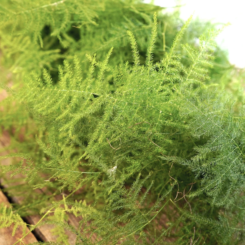 Plumosa Fern Garland Up Close