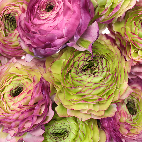 Malva Ranunculus Buy Wholesale Pon Malva Ranunculus Flower in Bulk - FiftyFlowers
