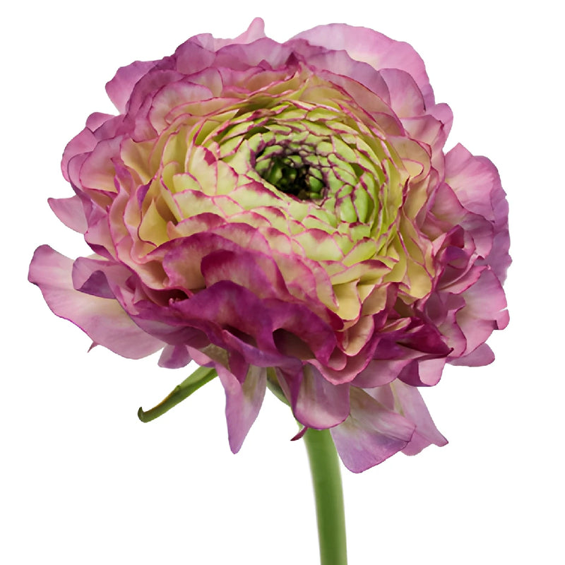 Malva Ranunculus Buy Wholesale Pon Malva Ranunculus Flower in Bulk - FiftyFlowers