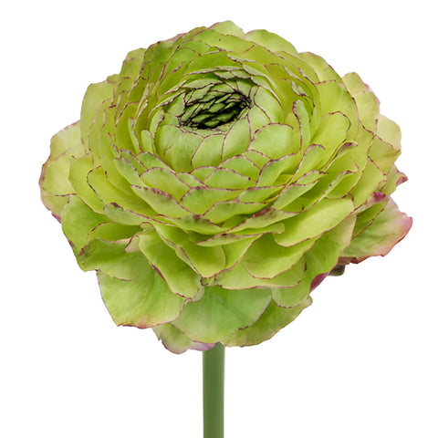 Pon Malva Ranunculus Flower
