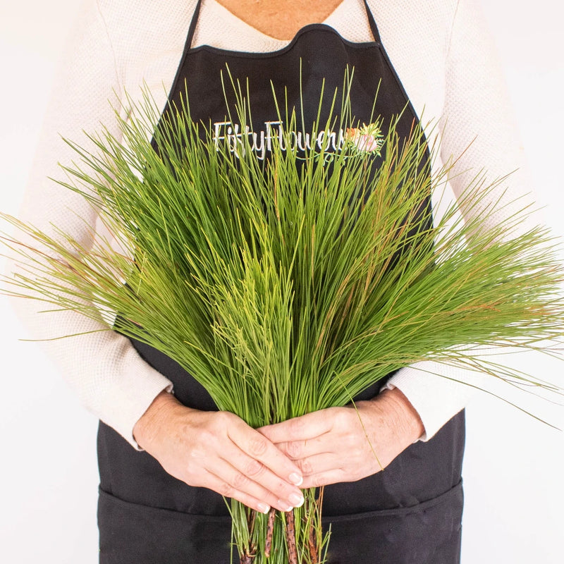 Long Needle Pine Greenery in Hands