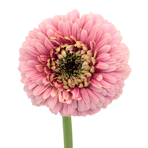 Posh Pink Gerrondo Daisy Flower