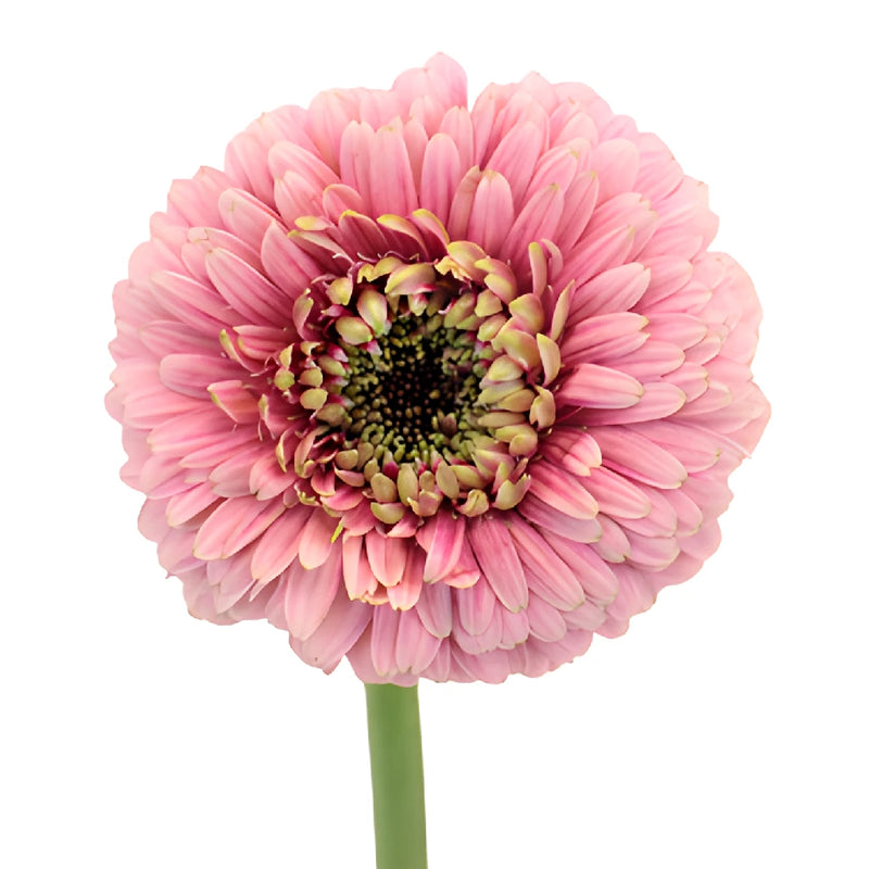 Posh Pink Gerrondo Daisy Flower