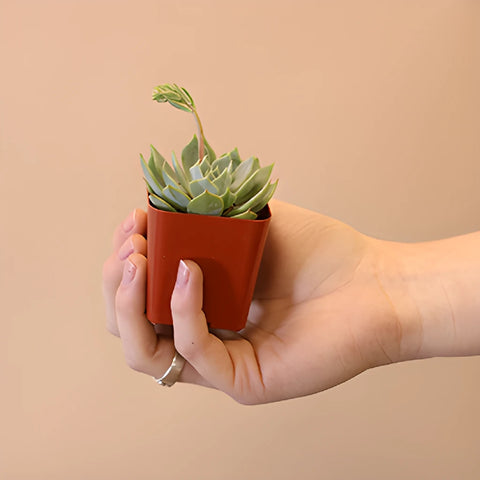 Potted Mini Succulents Variety Pack