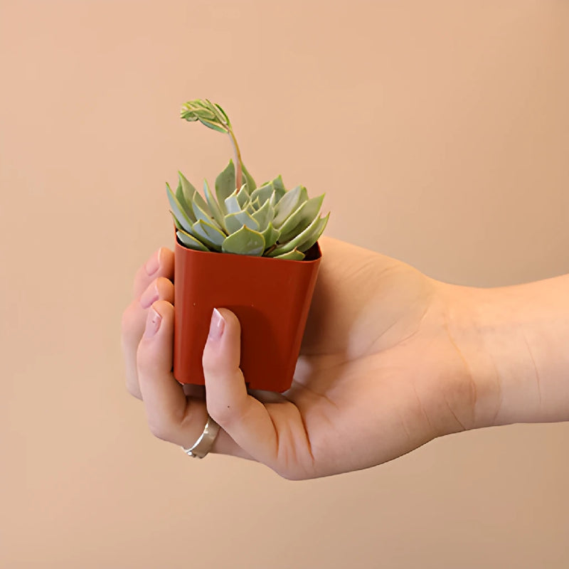 Potted Mini Succulents Variety Pack