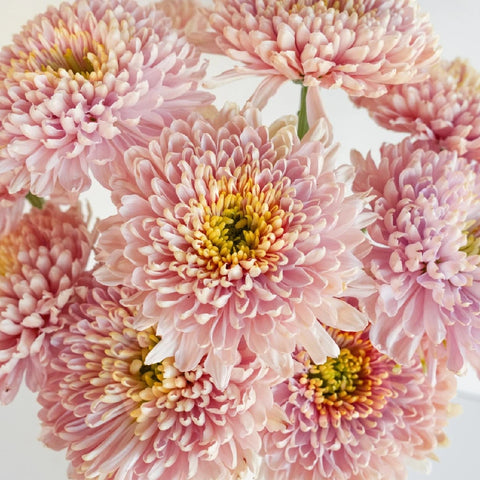 Powder Pink Bahlia Flower Close Up - Image
