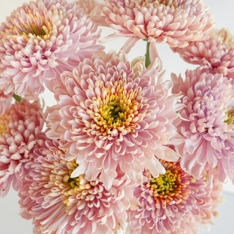 Powder Pink Bahlia Flower Close Up - Image