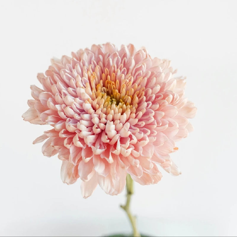 Powder Pink Bahlia Flower Stem - Image