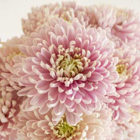 Rossand Dark Close Up - Image
