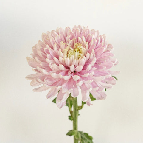 Rossand Dark Stem - Image