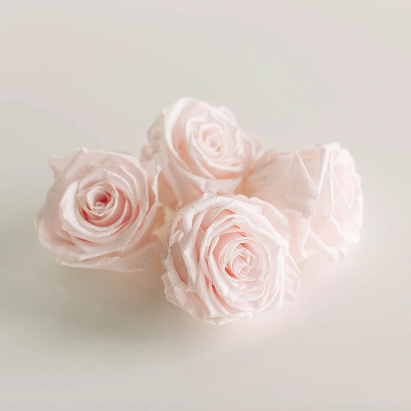 Preserved Baby Light Pink Rose Apron - Image