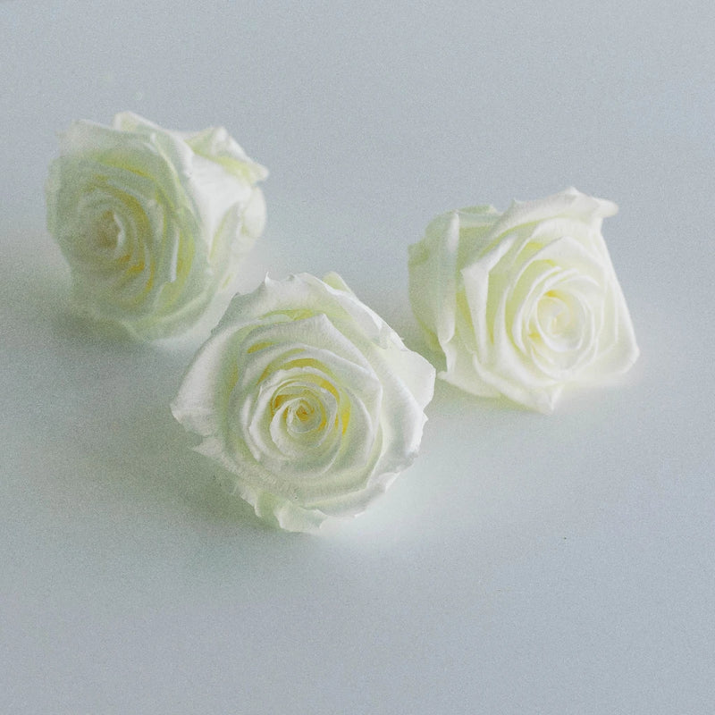 Preserved Ivory Rose Apron - Image