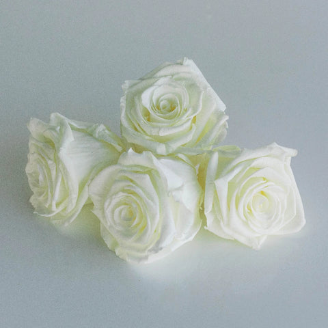 Preserved Ivory Rose Stem - Image