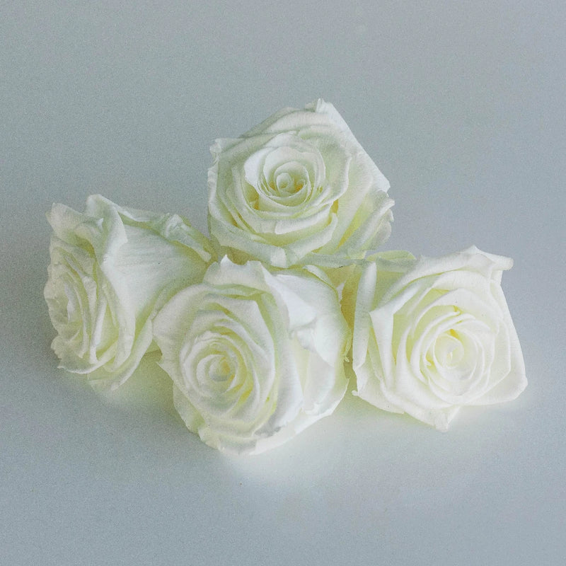 Preserved Ivory Rose Stem - Image