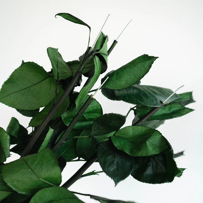 Preserved Ivory Rose - Image