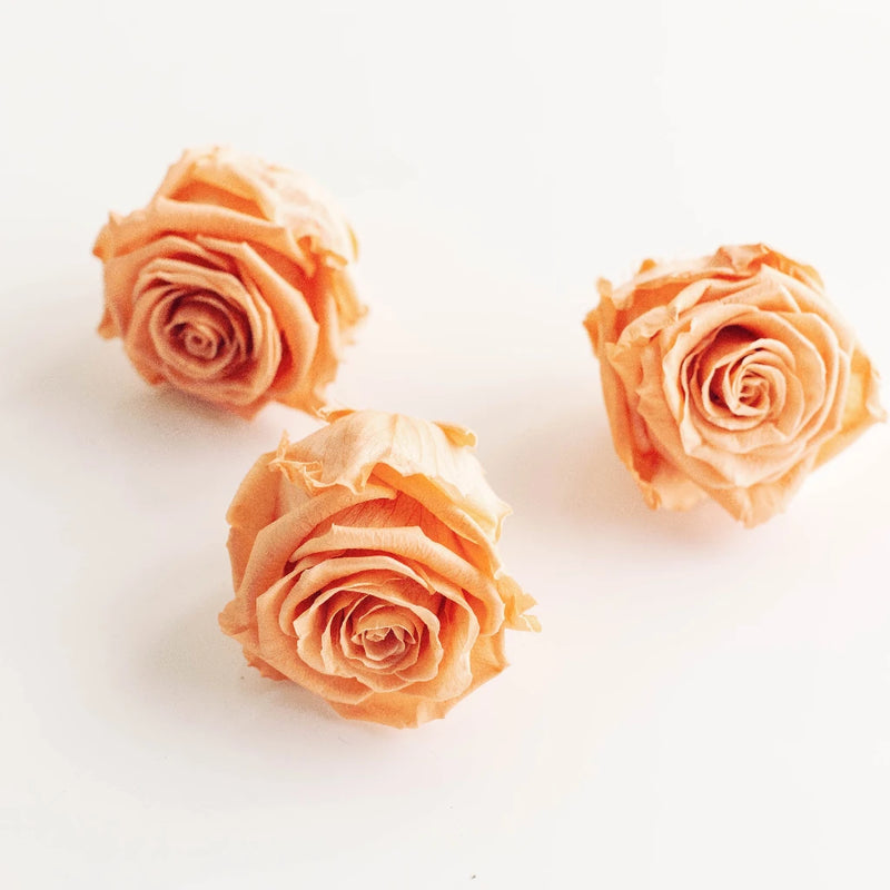 Preserved Rose Peach Stem - Image