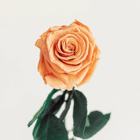 Preserved Rose Peach Vase - Image