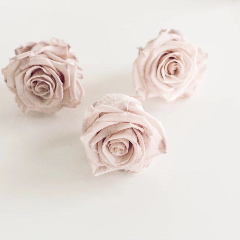 Preserved Mother Of Pearl Rose Stem - Image