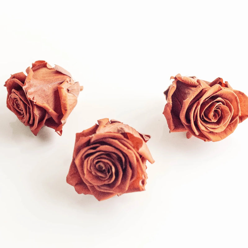 Preserved Oak Brown Rose Stem - Image
