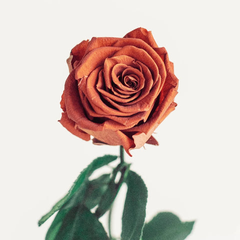 Preserved Oak Brown Rose Vase - Image