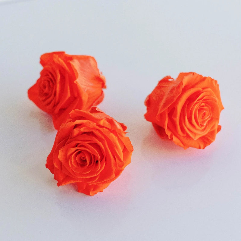Preserved Classic Orange Rose Stem - Image