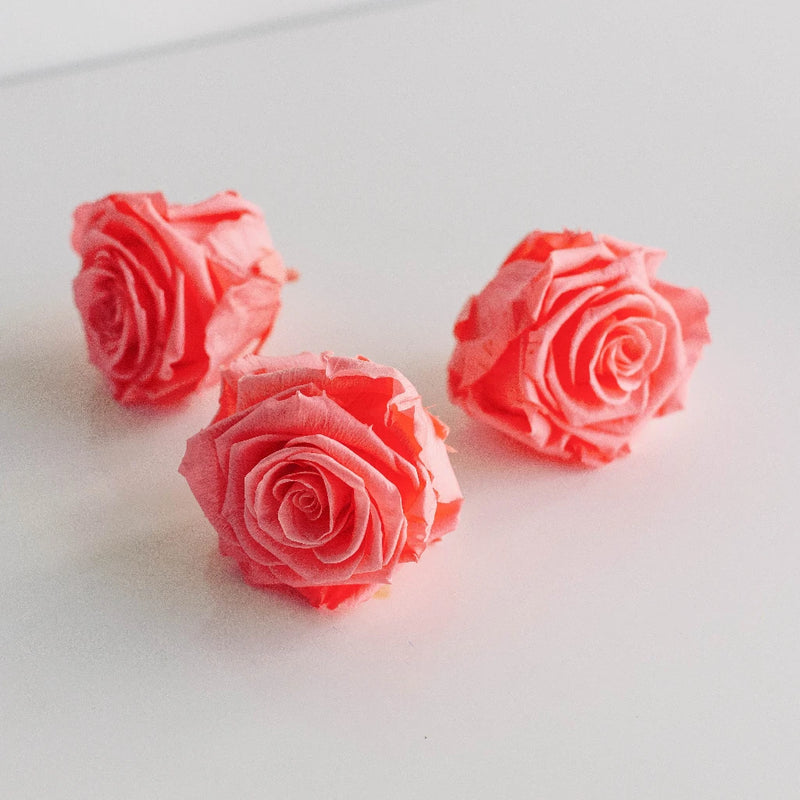 Preserved Pearl Touch Coral Rose Stem - Image