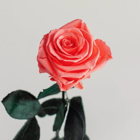 Preserved Pearl Touch Coral Rose Vase - Image