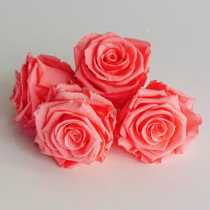 Preserved Pearl Touch Coral Rose Apron - Image