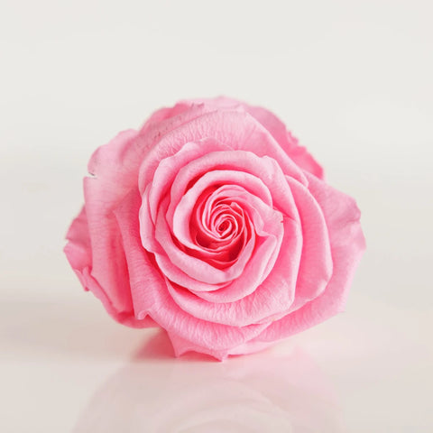 Preserved Classic Pink Rose Close Up - Image