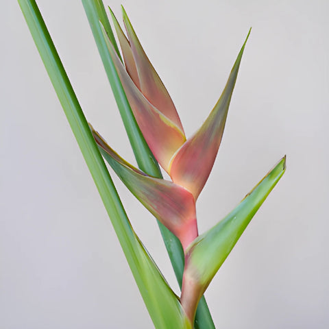 Blended Sangria Heliconia Flower