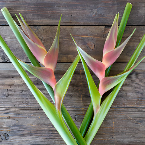 Blended Sangria Heliconia Flower