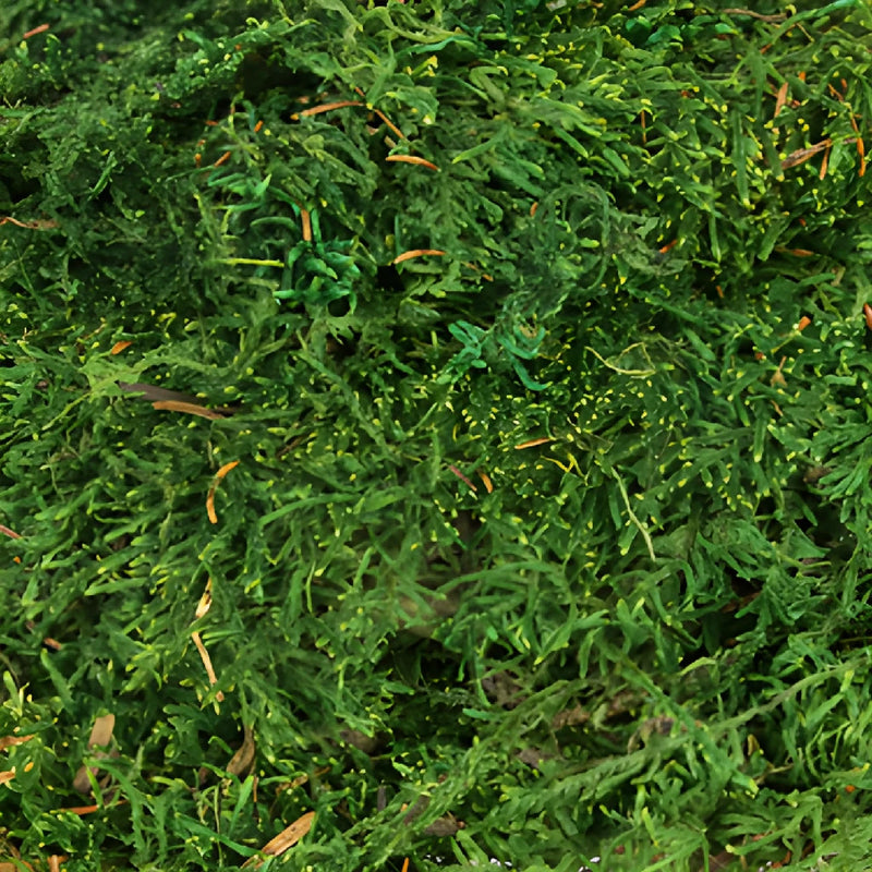 Preserved Sheet Moss