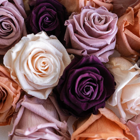 Preserved Rosey Sunset Mix Close Up - Image