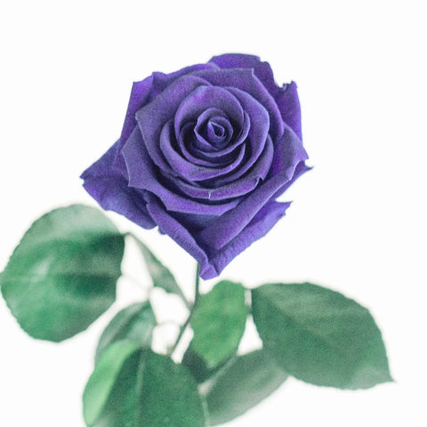 Preserved Pale Violet Rose Vase - Image