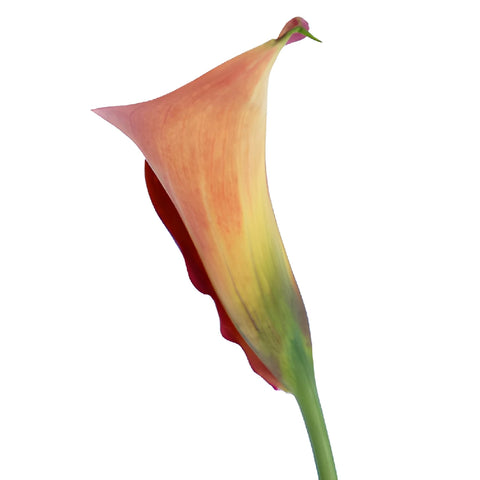 Blood Orange Mini Calla Lily Flowers